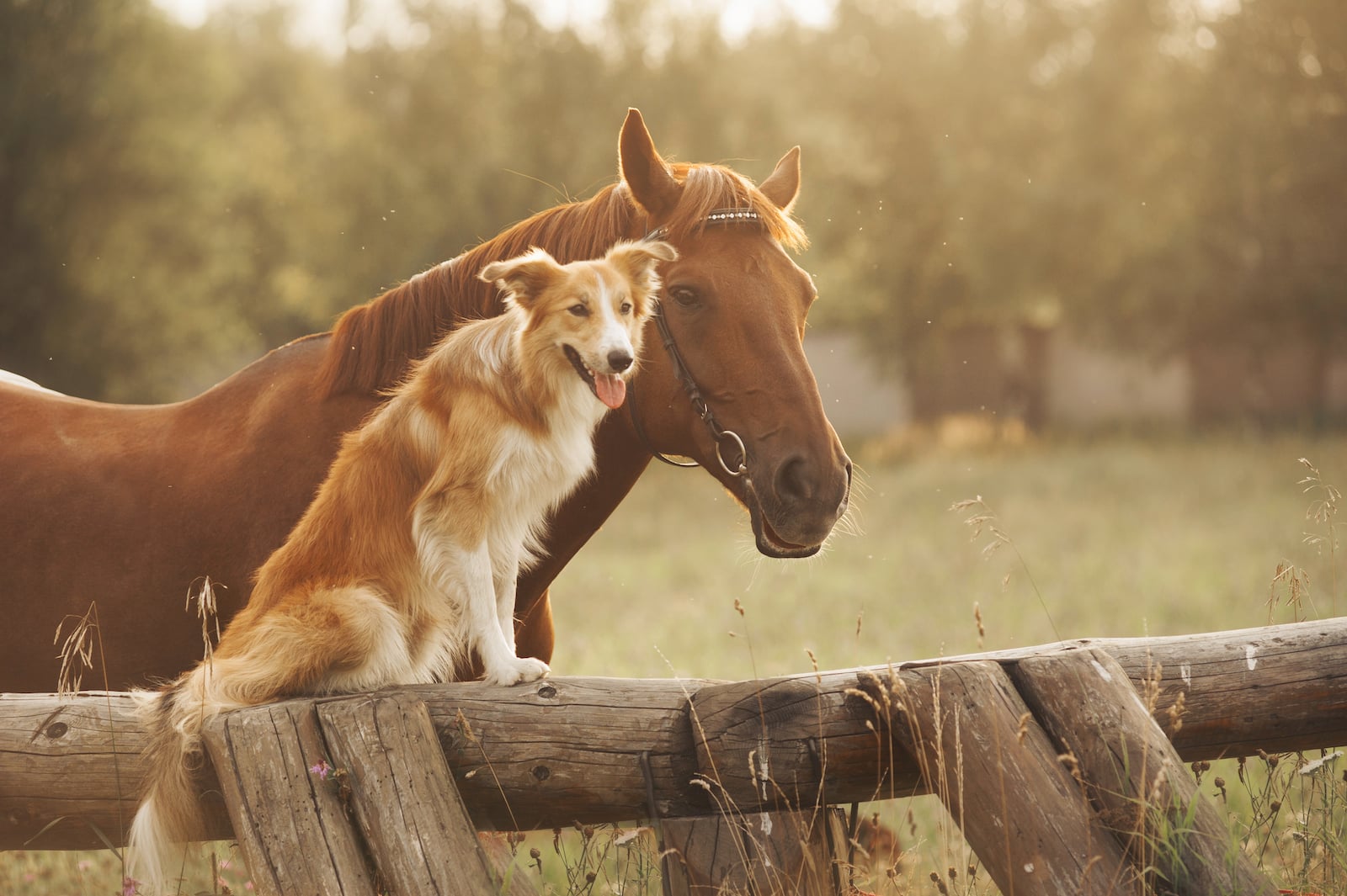 Emotionscode für Pferde: Wie emotionale Blockaden die Gesundheit und das Verhalten beeinflussen können