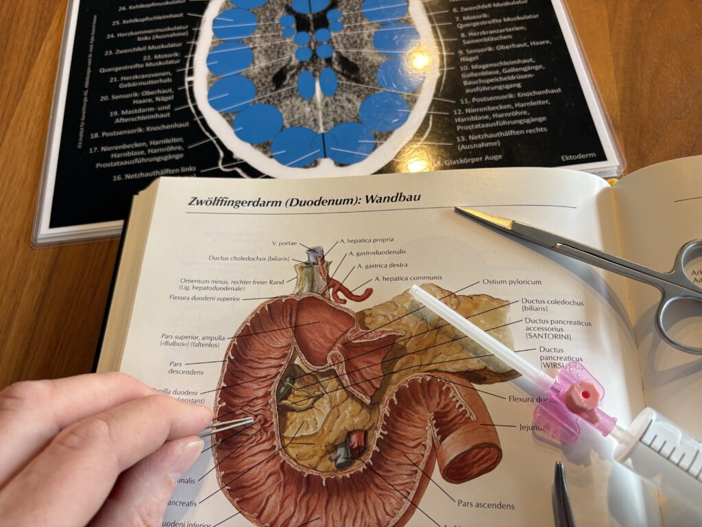 Aurachirurgische Arbeit am Anatomieatlas