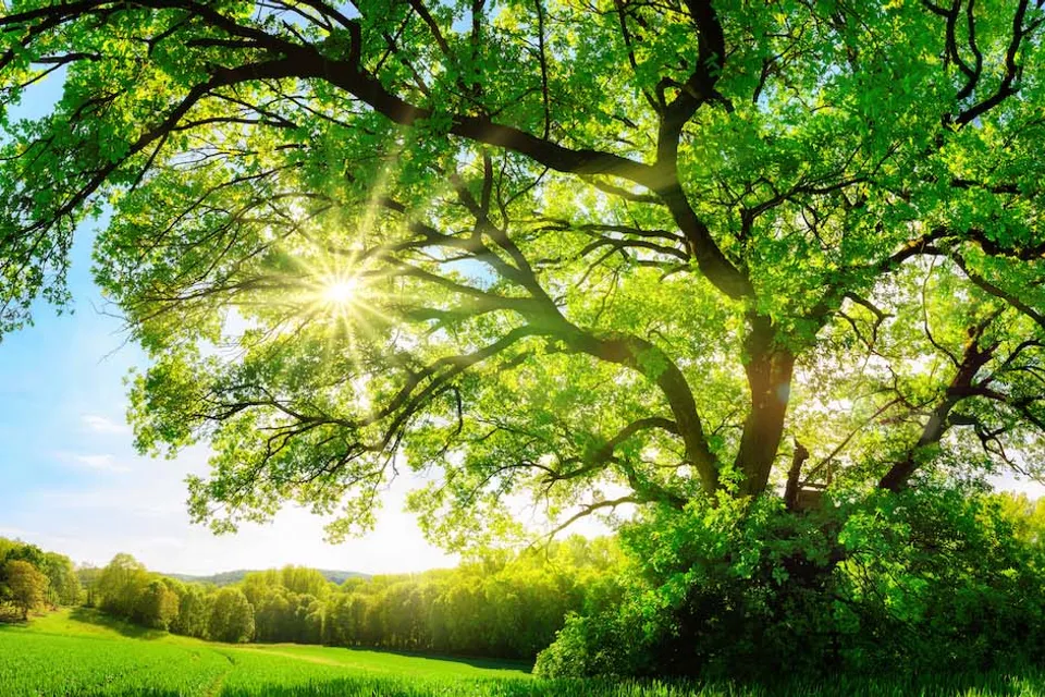 Sonnenlicht fällt durch die Krone eines großen Baumes auf eine grüne Landschaft